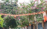 Ngỡ ngàng với con đường hoa ban đỏ trên quê lụa Hà Đông